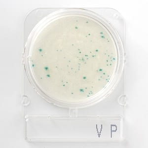 Compact Dry VP: Vibrio parahaemolyticus 100 placas R-Biopharm